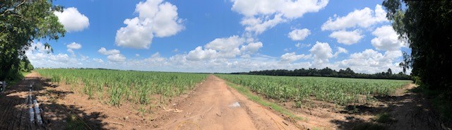 The field site: agricultural landscape and sugar cane plantation in Cu Chi district, north of HCMC