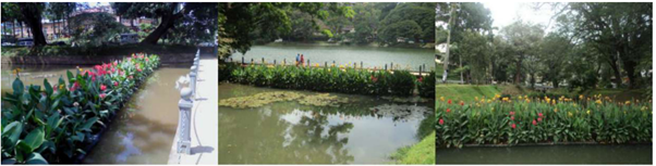 Fig. 2 Current status of the floating wetland in Kandy Lake. [Color figure can be viewed at wileyonlinelibrary.com]